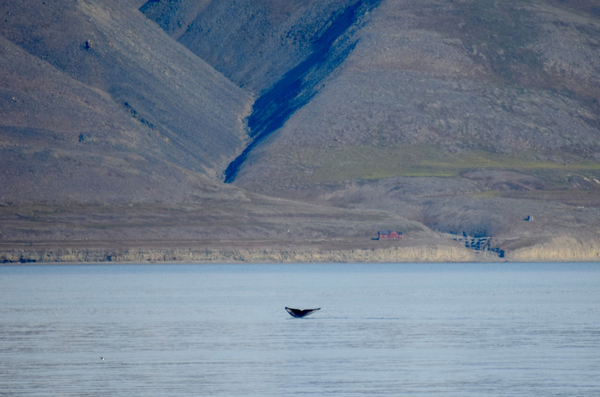 A whale's tail protruding from the sea, with the mountains of Svalbard rising in the background.